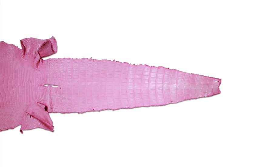 Siamensis Crocodylus Pink画像