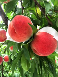 フルーツ大国🍑山梨の桃🍑　　1.5㎏(大玉3個または中玉4個)の画像