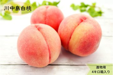 あら川の桃　川中島白桃（７月下旬8月以降）贈答、進物用4kg箱　送料込み！の画像