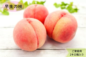 あら川の桃　早生品種（６月半ば～７月上旬頃）（訳あり）2kg箱　送料込み！の画像