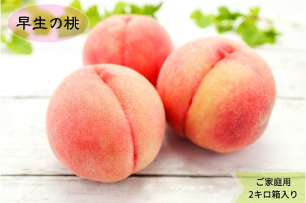 あら川の桃　早生品種（６月半ば～７月上旬頃）（訳あり）2kg箱　送料込み！の画像