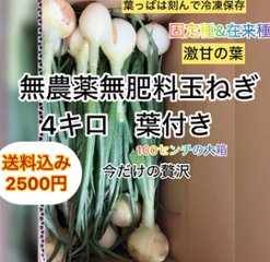 無農薬無肥料　葉付き15本前後　玉ねぎ　今だけの贅沢の画像