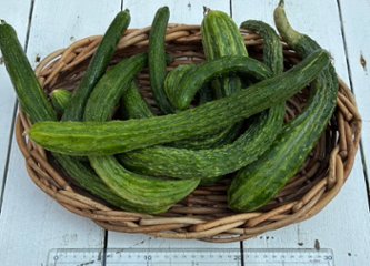 無農薬無肥料　在来種　四葉きゅうりの画像