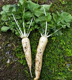 在来種　無農薬無肥料　幻の亀戸大根　江戸時代の画像