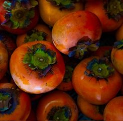 無農薬無肥料　かき　1.８kg　の画像