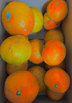 【送料無料】自然栽培　ジュース用オレンジとみかんのあいの子　規格外の画像