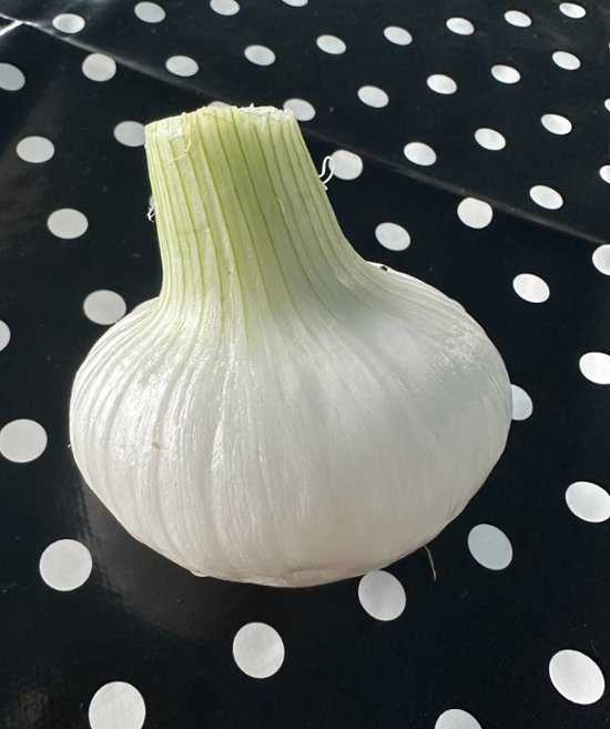 自然栽培　白玉ねぎ固定種　生食にお勧めです【送料無料】画像