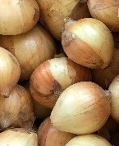 在来種　玉ねぎ／自然栽培の画像
