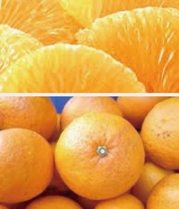 美味しい紅甘夏　低農薬　規格外　の画像
