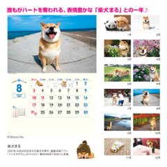 柴犬まるとおさんぽの画像