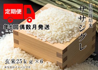 2024年産 新米 自然栽培米【年6回偶数月お米定期便】《ササシグレ：玄米》25kg 100サイズの画像