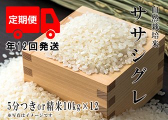 2023年産 新米 自然栽培米【年12回発送お米定期便】《ササシグレ：5分つきor精米》10kg 80サイズの画像