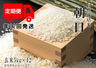 2024年産 新米 自然栽培米【年12回発送お米定期便】《朝日：玄米》5kg 80サイズの画像