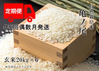 2024年産 新米 自然栽培米【年6回偶数月お米定期便】《亀ノ尾：玄米》20kg 100サイズの画像