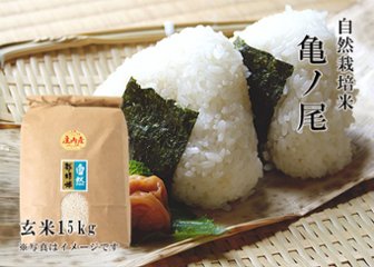 《亀ノ尾：玄米》15kg 100サイズの画像