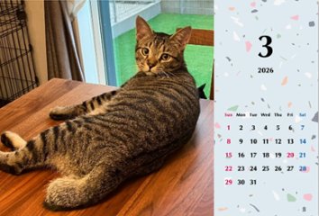 甘栗2026年カレンダー画像