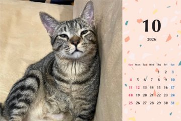 甘栗2026年カレンダー画像