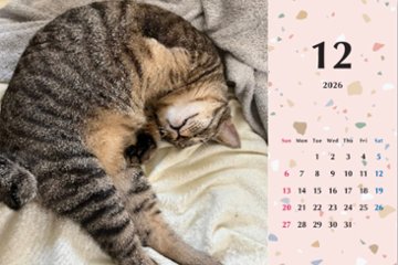 甘栗2026年カレンダー画像