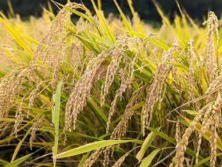 同じ釜の炊き立て新米を食べるランチ会の画像