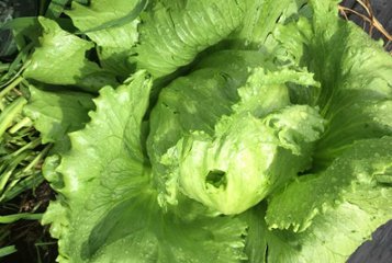 【数量限定】訳ありレタス　1箱10kg（12～16玉）の画像