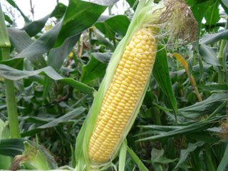 夏が旬の「とうもろこし」10本セットの画像
