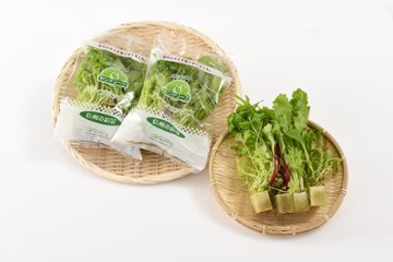 根付きで鮮度長持ち！ヤングリーフ・ミックス 8株入×5袋画像