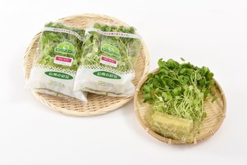 根付きで鮮度長持ち！ヤングリーフ・クレソン 8株入×5袋画像