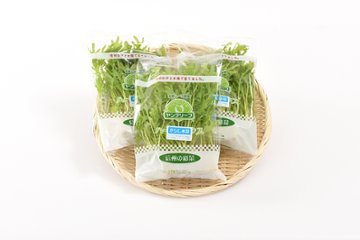 根付きで鮮度長持ち！ヤングリーフ・からし水菜 8株入×5袋の画像