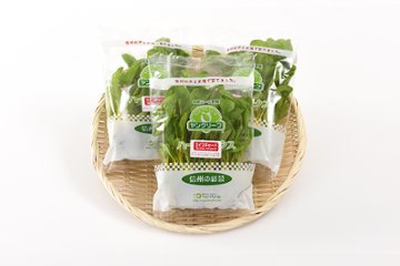 根付きで鮮度長持ち！ヤングリーフ・スイスチャード（黄） 8株入×5袋の画像