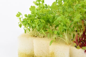 これ一つで料理が芸術品に！マイクロリーフ 192株の画像