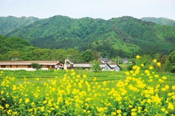 米澤豚一番育ち ロース肉 (トンカツ・トンテキ用) / 美味しい山形県産のブランド豚 「三元豚」 を使用画像