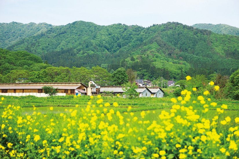 米澤豚一番育ち ロース肉 (トンカツ・トンテキ用) / 美味しい山形県産のブランド豚 「三元豚」 を使用画像