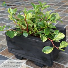 ミニプランター◇国産杉 （ダックスプランター100型長さ210ｍｍ）画像