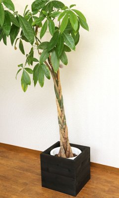 スクエアラックＬサイズ（2段）　幅375ｍｍ×高さ375ｍｍ×奥行360ｍｍの画像