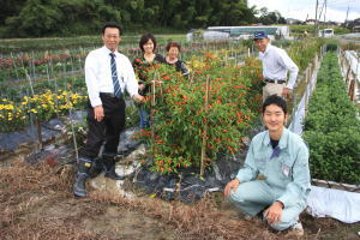 【雄山荘オリジナル商品】　　　幻の滋賀県産弥平唐辛子使用　　　柚子とうがらし　　　　　　　画像