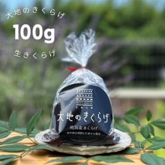 【国産生きくらげ100g】新鮮肉厚ぷりぷり！きくらげのお刺身にもおすすめ　桶川産画像