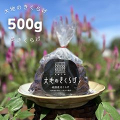 【大容量　業務用国産生きくらげ500g】新鮮肉厚ぷりぷり！きくらげのお刺身にもおすすめ　桶川産の画像