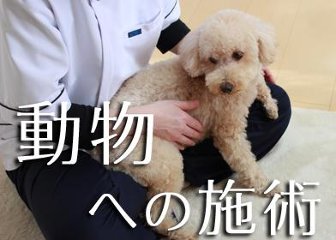 動物への施術 【10回連続】の画像