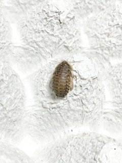 MS (約 1.5cm ~ 2.0cm)の画像