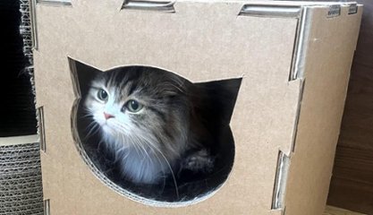 ねこもふBOXの画像