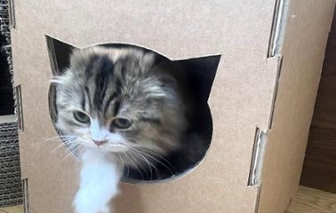 ねこもふBOX画像