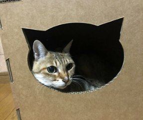 ねこもふBOX画像