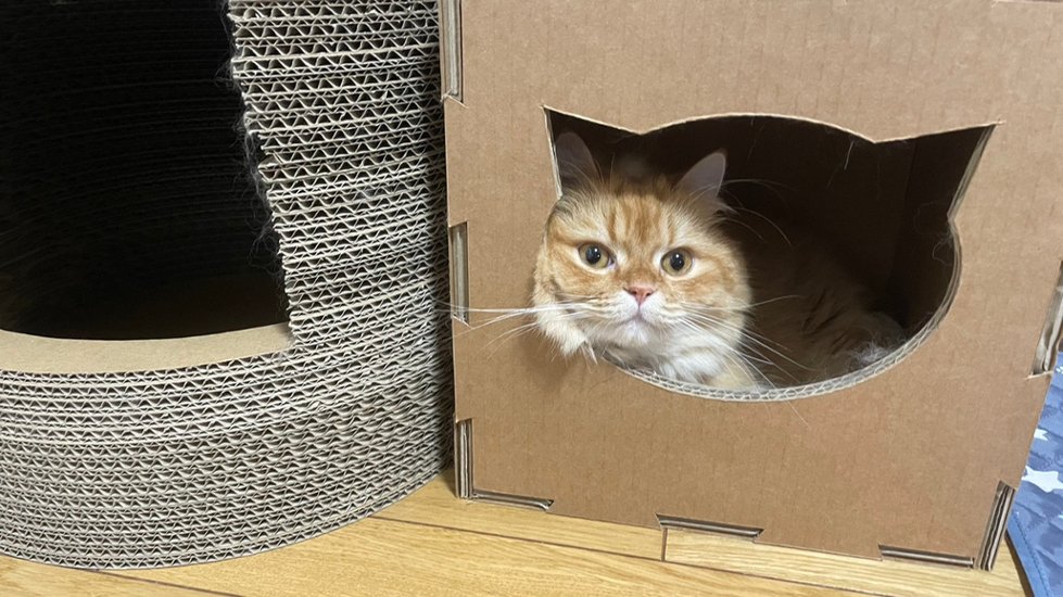 ねこもふBOX画像