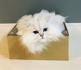 シール用ねこもふベッド(シール別売り)画像