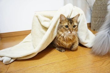 ねこもふコタツの画像