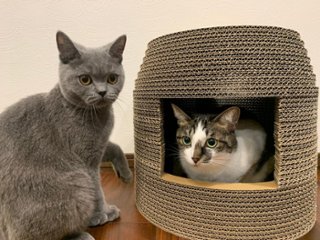 ねこもふハウスの画像