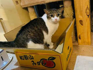 ねこもふみかんベッド画像