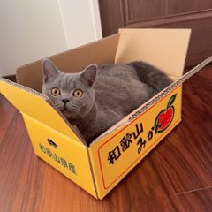 ねこもふみかんベッド画像