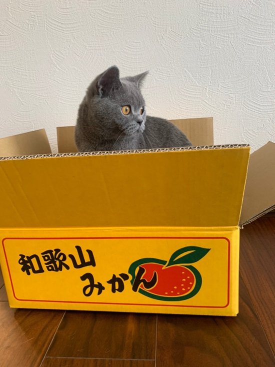 ねこもふみかんベッド画像