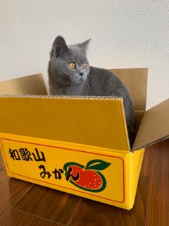 ねこもふみかんベッド画像